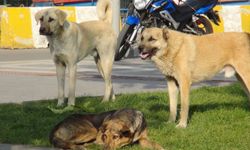 Mazıdağı’nda vatandaşlar sokak köpeklerinden şikâyetçi