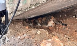 Merdiven boşluğuna sıkışan kedi itfaiye ekipleri tarafından kurtarıldı