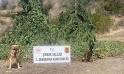 Şırnak'ta uyuşturucu operasyonu: 5 gözaltı