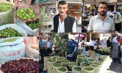 Kırma yeşil zeytine yoğun ilgi: Hem doğal hem ekonomik