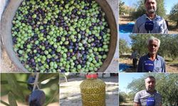 Mardin'de zeytin hasadı başladı: Kuraklık, rekolteyi vurdu
