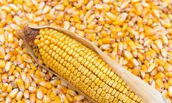 TİGEM, 1400 ton dane mısırı ihaleyle satışa sunacak