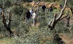 Yahudi çeteler Filistinlilerin zeytin ağaçlarını kesti