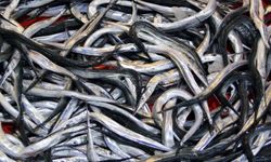 7 balık türü daha resmen tescil edildi