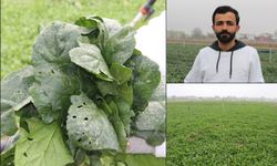 Ani dolu yağışı tarım alanlarında büyük zarara yol açtı, çiftçi destek bekliyor