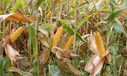 Arpa ve mısır ithalatında tarife kontenjanı 1 milyon ton oldu