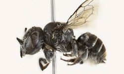 Avustralya’da boynuzlu yeni arı türü keşfedildi: Megachile Lucifer