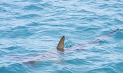 Avustralya’da köpekbalığı saldırısı: 1 ölü, 1 ağır yaralı