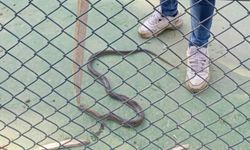 Batman'da lüks sitenin bahçesinde yılan paniği