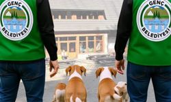 Bingöl'de Genç Belediyesi’nden sahipsiz köpeklere yönelik çalışma