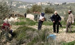 BM: Batı Şeria'da zeytin hasadı sezonu, son 5 yılın en yüksek saldırılarını görüyor