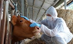 Bolu'da şap karantinası