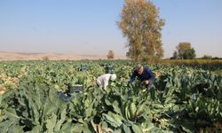 Çiftçiler: Ürün verimli ama fiyatlar yüzünden zarar ediyoruz