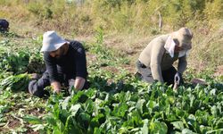 Çiftçilerden destek çağrısı: Üretiyoruz ama emeğimizin karşılığını alamıyoruz