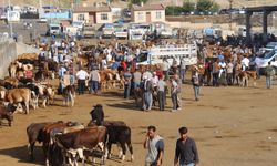 Diyarbakır hayvan pazarı 4 ay sonra yeniden açıldı