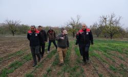 Dünya kayısı başkenti Malatya'da safran üretimi