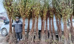 Kayısı fidanı satıcıları: Talep artarak büyüyor
