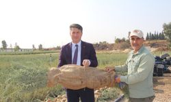 Mardin’de yaklaşık bir yılda üretilen 2 milyon tuz çalısı fidanı, 15 ile gönderiliyor