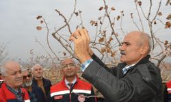 Siirt Fıstığında yanlış budama hem verimi bitiriyor hem zararlıları davet ediyor