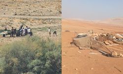 Siyonist yerleşimci çeteler, Filistinlilerin mahsüllerini çalıyor, arazilerine el koyuyor