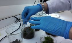 Tardigratlar insanlığın geleceğine ilham kaynağı oluyor