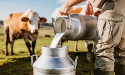 TİGEM, 74 bin tondan fazla süt satışı için ihaleye çıkıyor