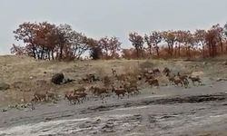 Tunceli kırsalında kalabalık dağ keçisi sürüsü görüntülendi