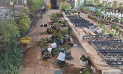 Yahudi çeteler Filistinlilere ait fidanlığı tahrip etti