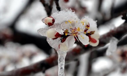 221 milyon 150 bin liralık zirai don desteği bugün hesaplara aktarılıyor