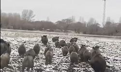 Ağrı şehir merkezine yakın bölgede domuz sürüsü görüntülendi