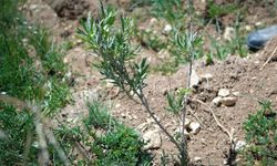Alternatif yem kaynağı: Tuz çalısı