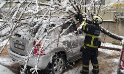 Batman'da kar yükünü taşıyamayan ağaçlar devrildi