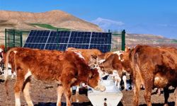 Batman'da serçe parmak projesi 40 köye hayat verdi