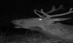 Bursa’da kızıl geyiğin gece narası sessizliği bozdu