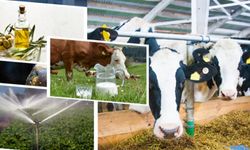 Çiftçilere tarımsal destekleme ödemesi yapılacak