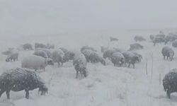Çoban koyunları ile tipiye yakalandı