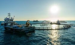 Denizde Kafes Balıkçılığı Projesi ilk hasadını verdi