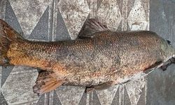 Murat Nehri'nde 60 kilogramlık turna balığı yakalandı