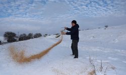 Sivas’ta kış şartlarında yaban hayvanlarına yem bırakıldı