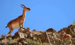 Yaban keçisi avına 966 bin lira ceza
