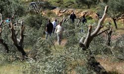 Yahudi çeteler Filistinlilere ait 850 zeytin ve asma ağacını tahrip etti