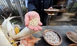 12 bin yıllık "Iza Buğdayı" üniversite-çiftçi iş birliğiyle Mengen’de yeniden filizlendi