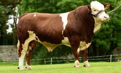 2026 yılı besilik sığır ithalatı başvuruları başladı