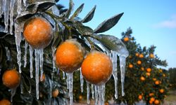 Adana'da narenciye bahçelerinde zirai don