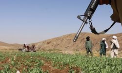 Afgan yönetimi, 2025'te 19 bin hektardan fazla uyuşturucu tarlasını imha etti