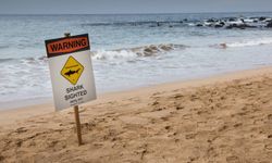 Avustralya'da köpekbalığı saldırıları: Bir ölü 3 yaralı