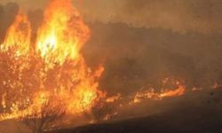 Avustralya'da orman yangınlarında 300 bin hektarlık alan yandı