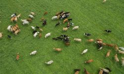 Besilik hayvan ithalatına ilişkin başvurular ileri bir tarihe ertelendi