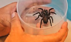 Bilim adamları, kalp krizi ve felç için örümcek zehri bazlı ilaç denemesine başladı
