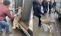 Bingöl’de iş yerine giren kurt paniğe neden oldu